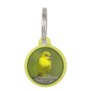 Orchard Oriole - Original Photograph Pet Tag