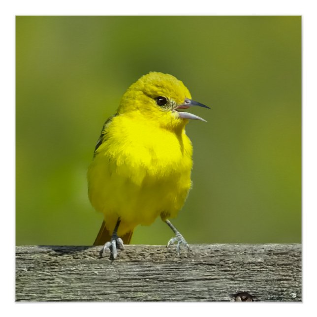 Orchard Oriole - Original Photograph Poster (Front)