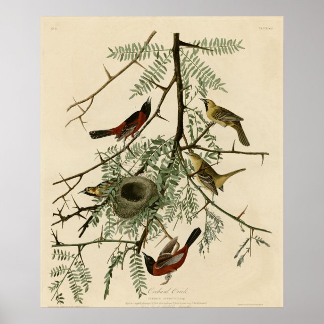 Orchard Oriole Poster (Front)