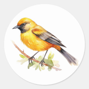 Orchard Oriole Songbird Stickers