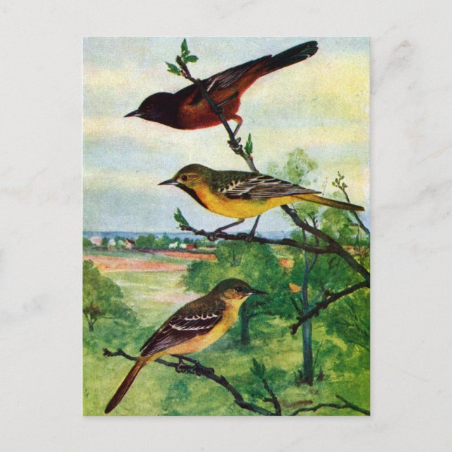 Orchard Orioles Vintage Painting Postcard (Front)