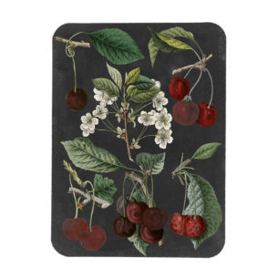 Orchard Varieties I Magnet