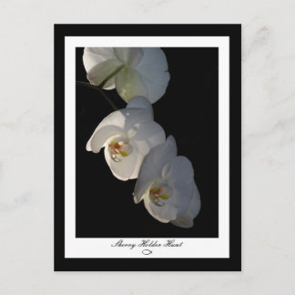 Orchid 002 Postcard