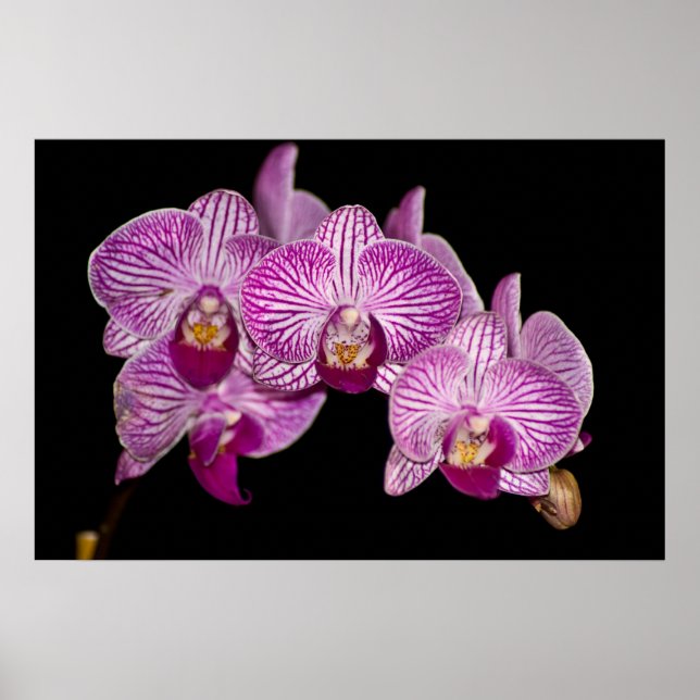 Orchid 1 on black poster (Front)