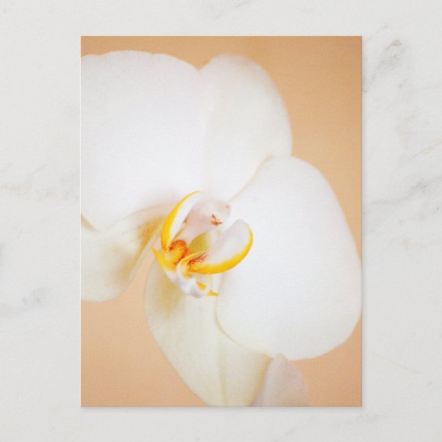 Orchid 8930 postcard (Front)