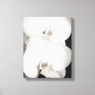 Orchid 8931 canvas print