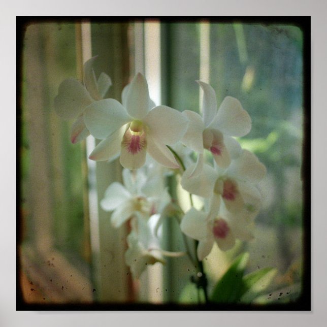 orchid 8 x 8 original Nature TTV photograph Poster (Front)