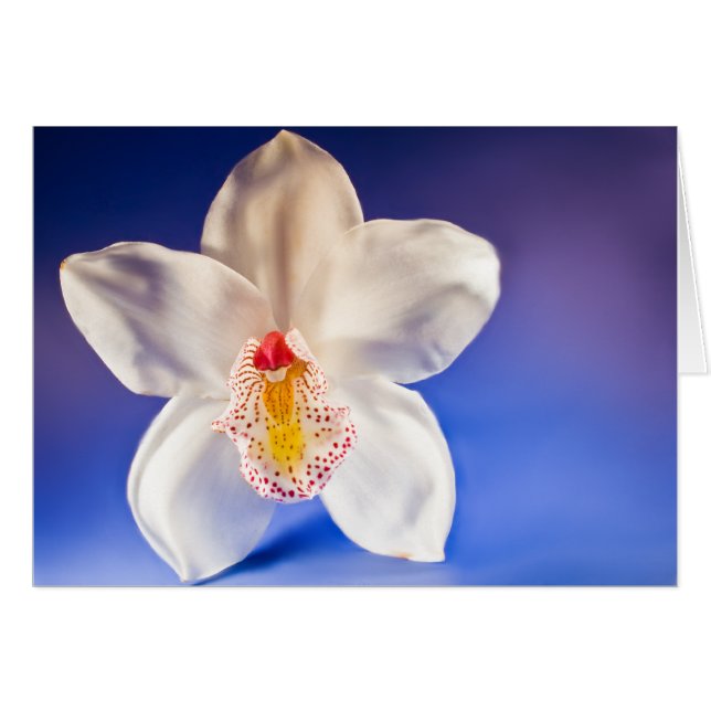 Orchid Any Day Card (Front Horizontal)