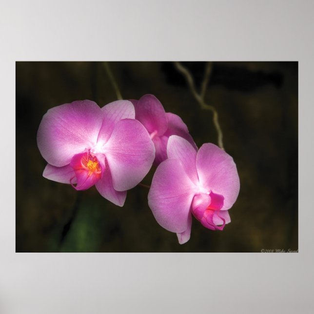 Orchid - Better in a set Poster (Front)