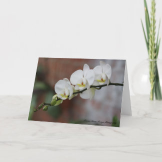 Orchid Blooms Card