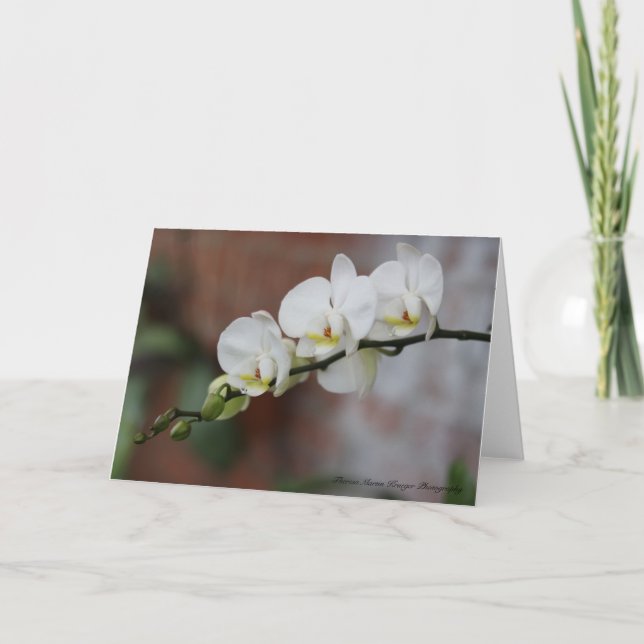 Orchid Blooms Card (Front)