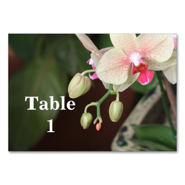 Orchid Blooms Table Number (Front)