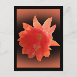 Orchid Cactus - Epiphyllum Ackermannii - Blossom Postcard