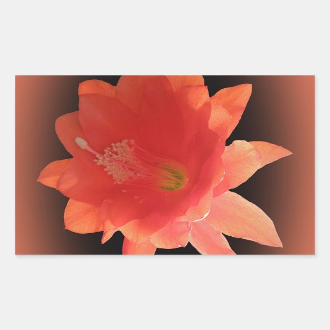 Orchid Cactus - Epiphyllum Ackermannii - Blossom Sticker (Front)