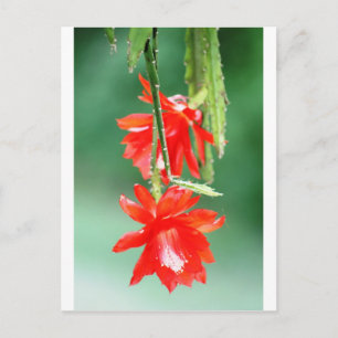 Orchid Cactus in Bloom Postcard