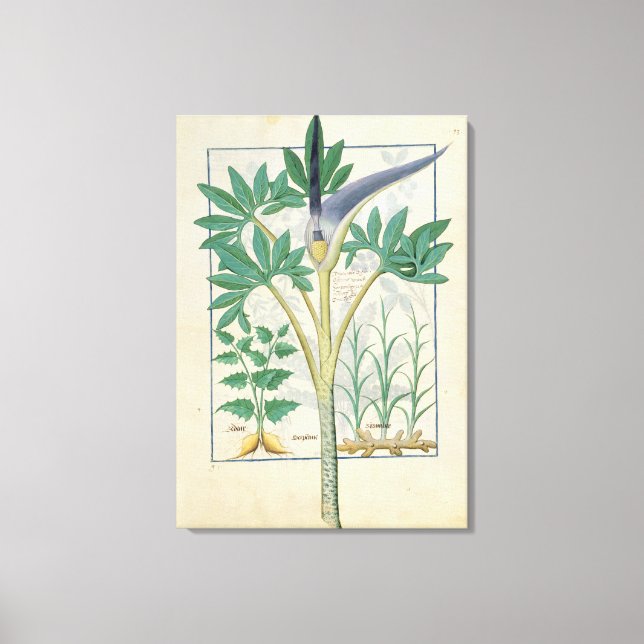 Orchid Canvas Print (Front)