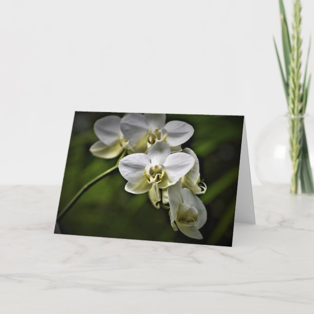 Orchid, card (Front)