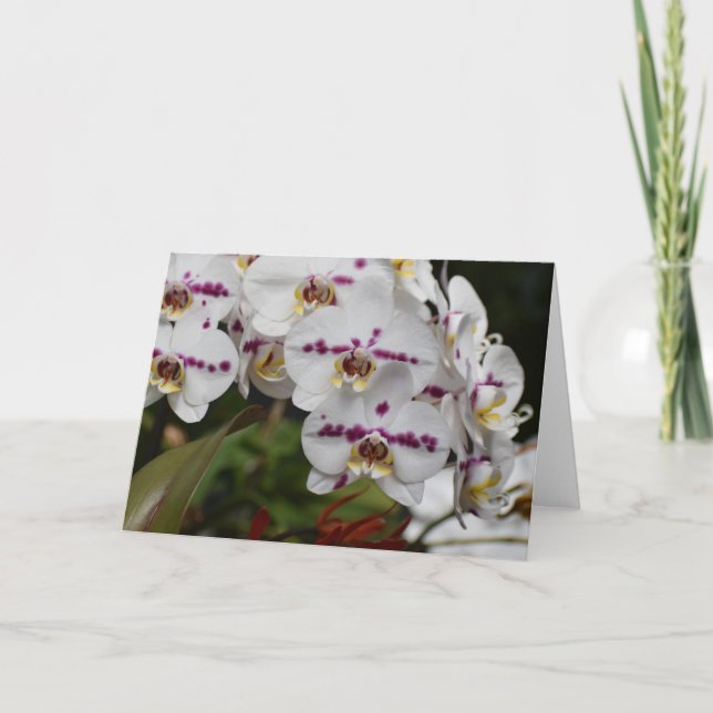 Orchid, card (Front)