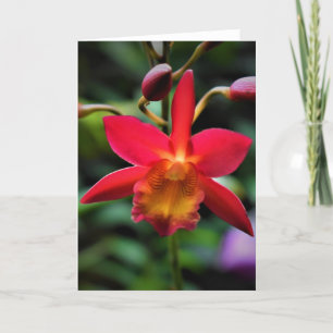 Orchid, card