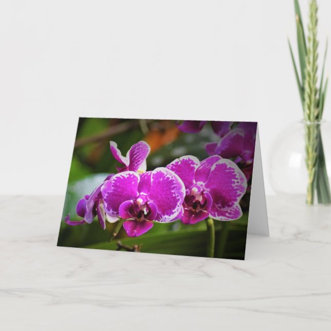 Orchid, card (Front)