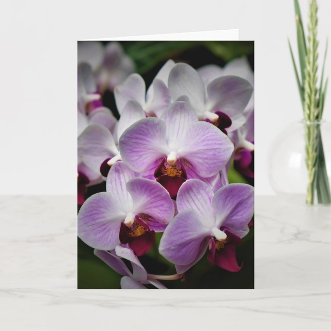 Orchid, card (Front)