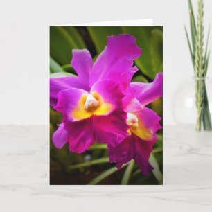 Orchid, card