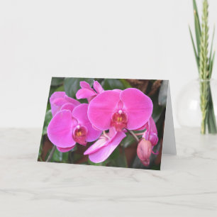 Orchid, card