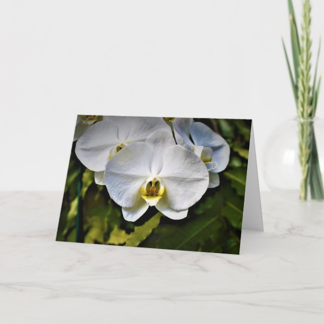 Orchid, card (Front)