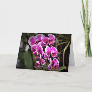 Orchid, card