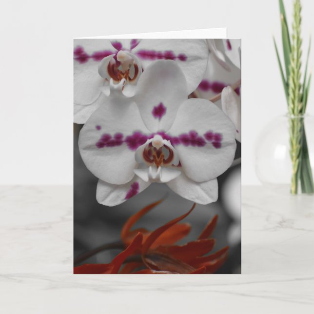 Orchid, card (Front)