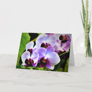 Orchid, card