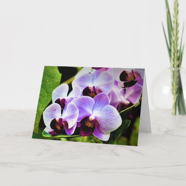 Orchid, card (Front)