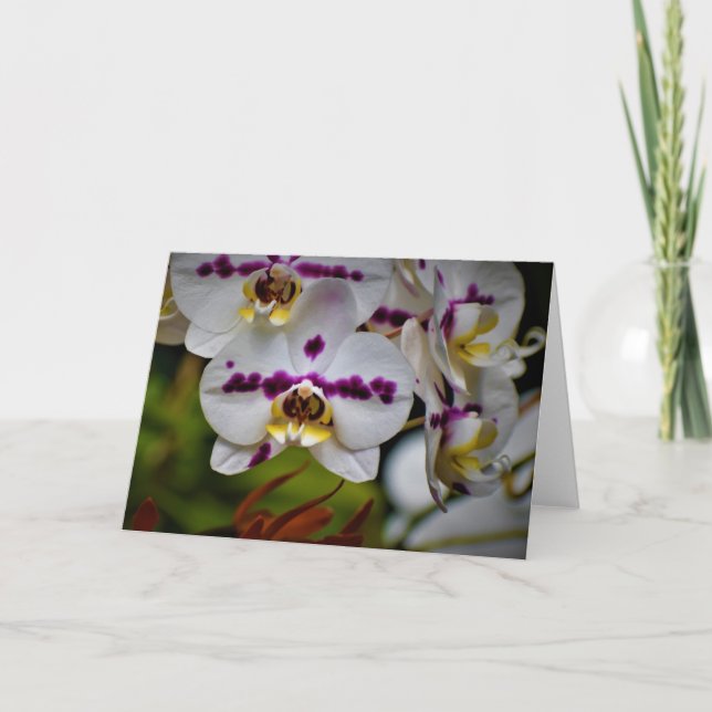 Orchid, card (Front)