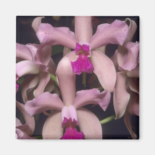 Orchid, (Cattleya amethystoglossa), Eastern Magnet