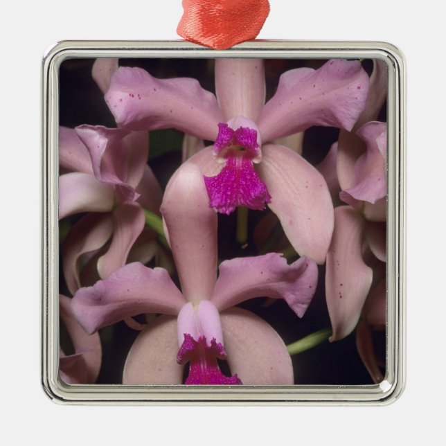 Orchid, (Cattleya amethystoglossa), Eastern Metal Ornament (Front)