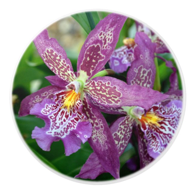 Orchid Drawer Pull (Front)
