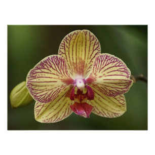 Orchid Elegance Photo Print