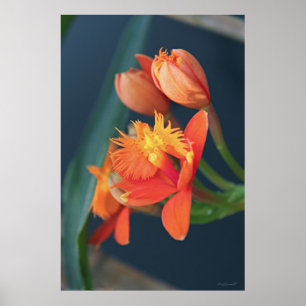 Orchid Epi Orange Poster -40x60 -other sizes also