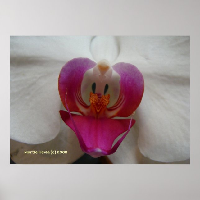 Orchid Face Poster (Front)