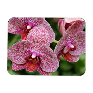 Orchid Flexible Magnet