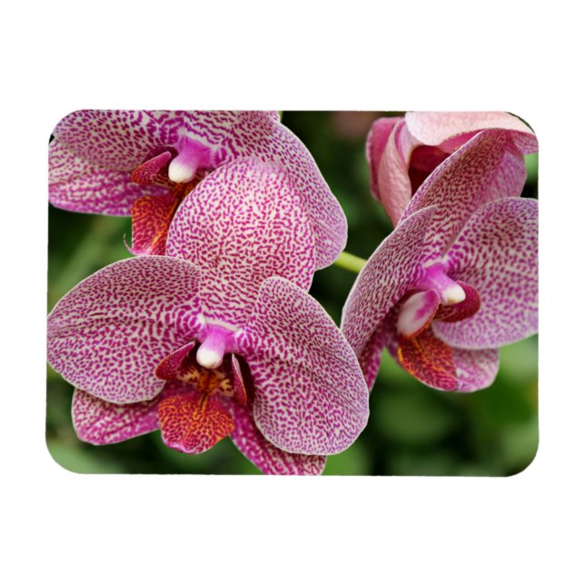 Orchid Flexible Magnet (Horizontal)
