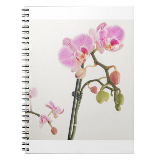 Orchid Flower Notebook