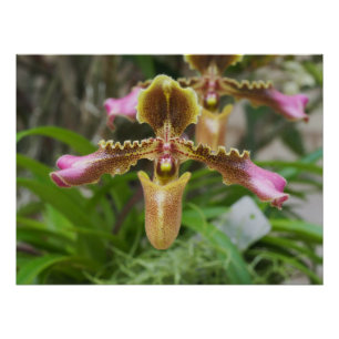 Orchid flower poster