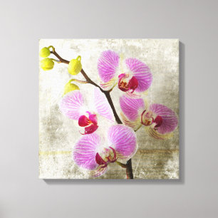 Orchid Flowers Canvas Print