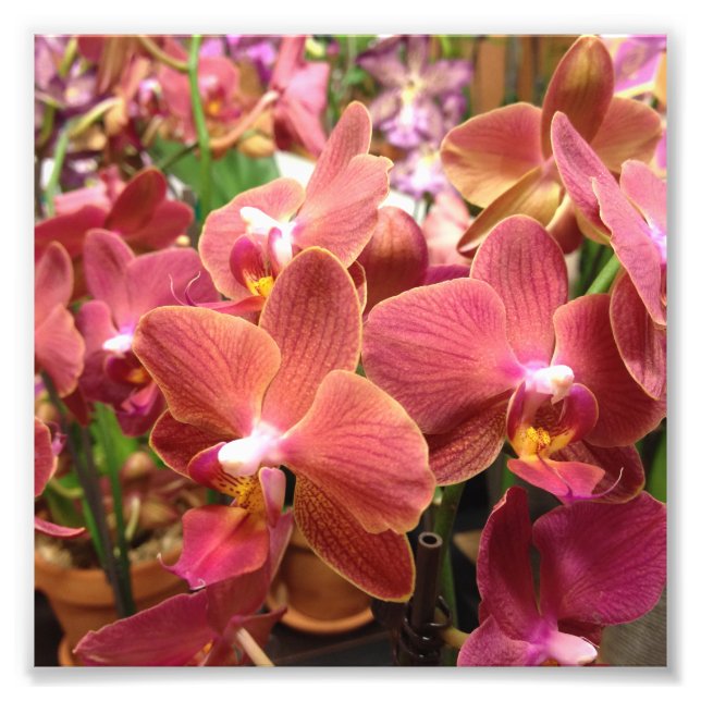Orchid Flowers Photos Photo Print (Front)