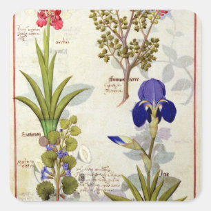 Orchid & Fumitory or Bleeding Heart Hedera & Iris Square Sticker