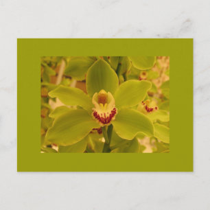 Orchid Green Cymbidium Postcard