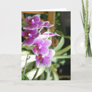 orchid greeting card flower art