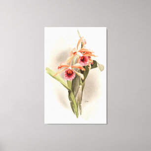 Orchid Illustrated Canvas Print