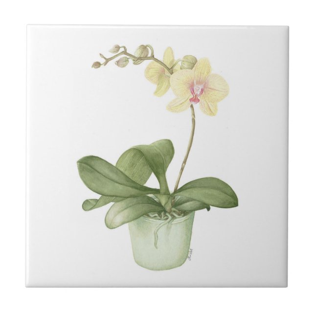 Orchid in a Green Pot Botanical Ceramic Tile (Front)